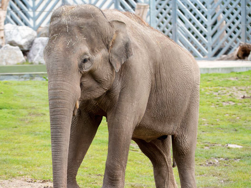 Asian elephant | Blackpool Zoo