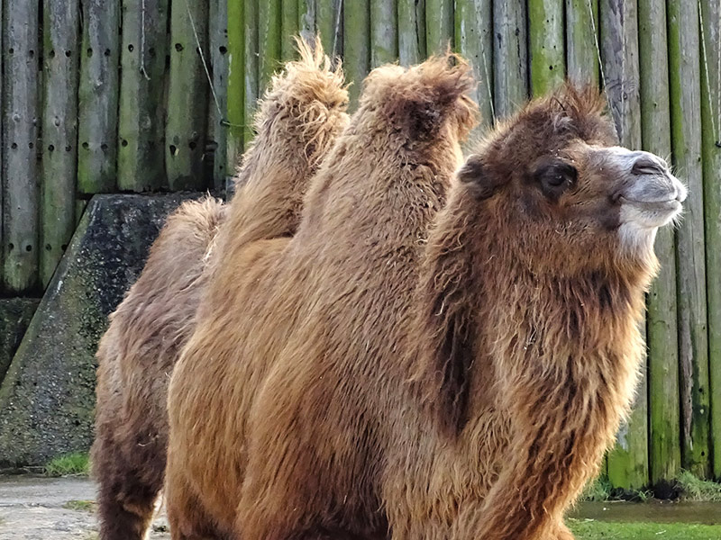 Bactrian Camel | Blackpool Zoo