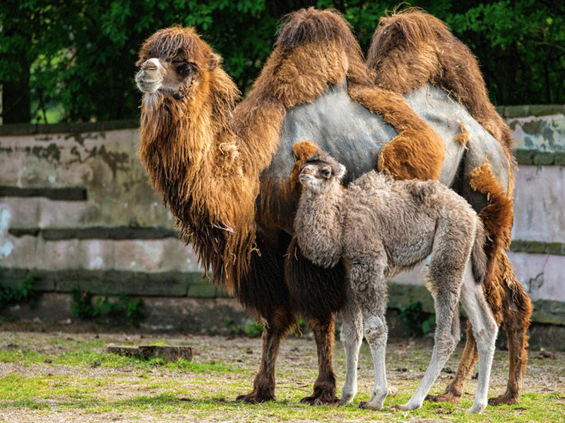 Bactrian Camel | Blackpool Zoo