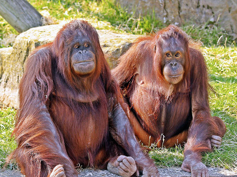 Bornean Orangutan Blackpool Zoo