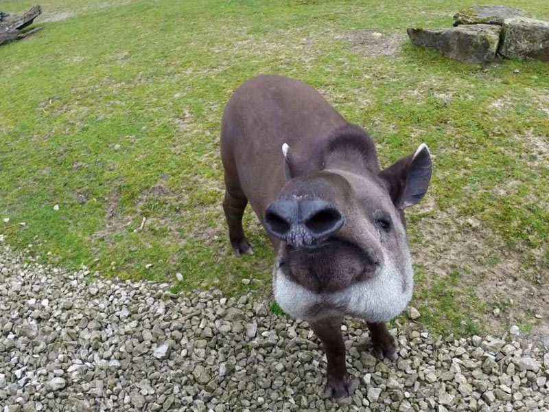 Brazilian-tapir