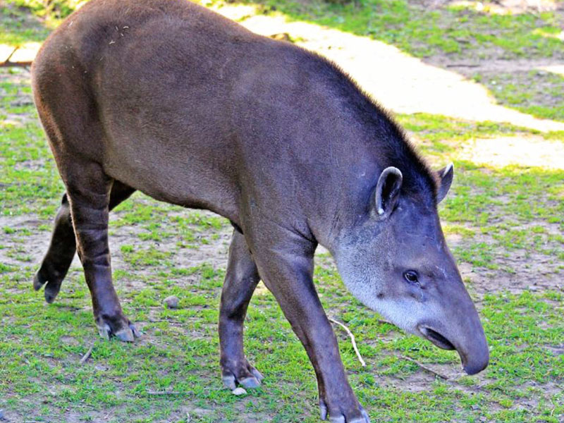 Brazilian-tapir