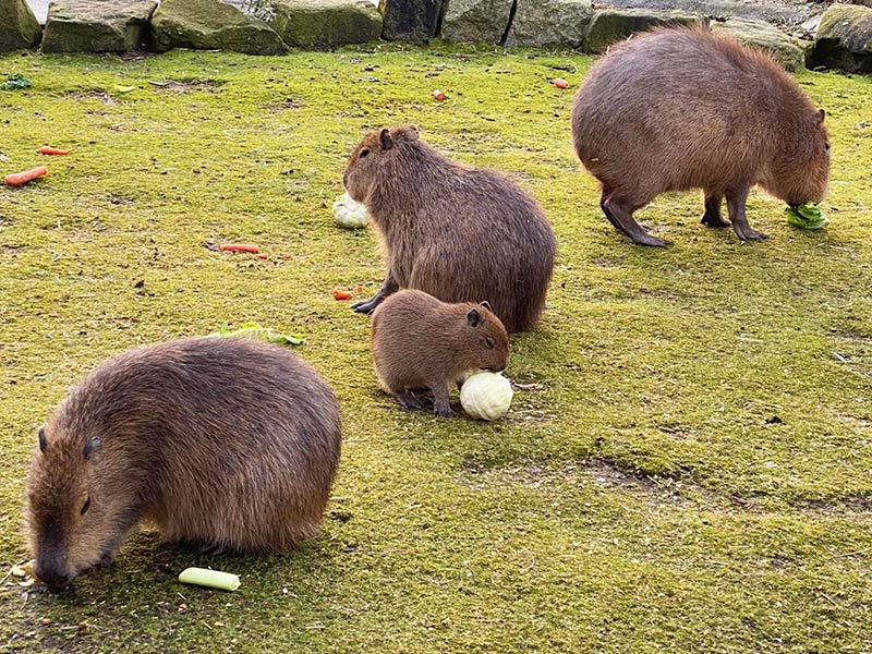 Capybara  Blackpool Zoo