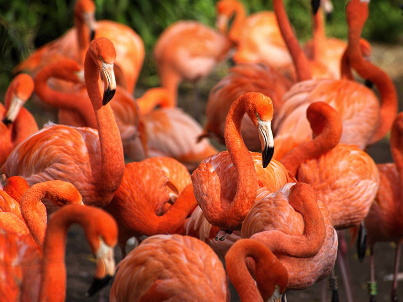 Caribbean-flamingo