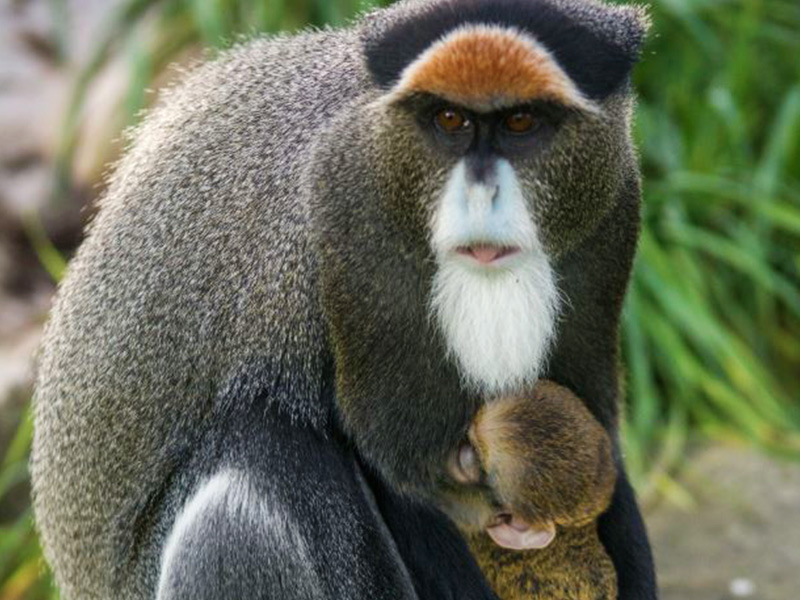 De Brazza's Monkey