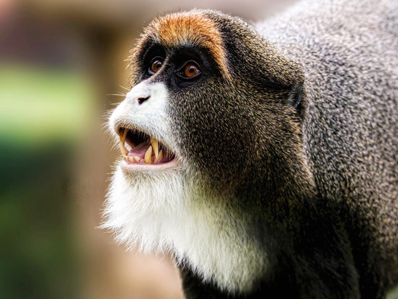 Debrazza's Monkey Blackpool Zoo