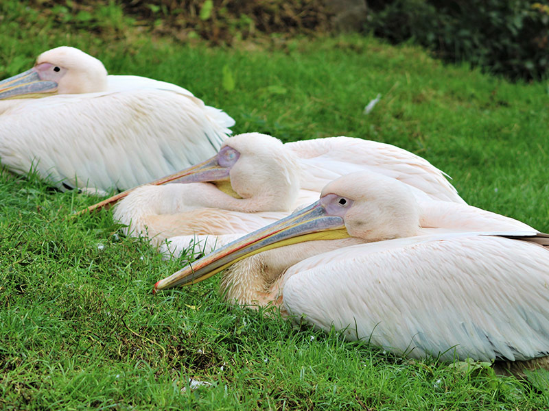 Eastern-white-pelican