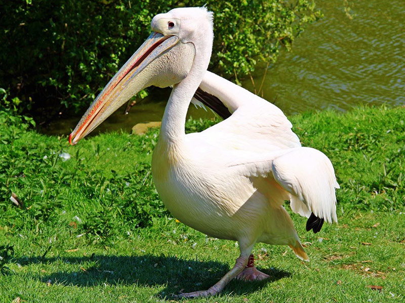 Eastern-white-pelican