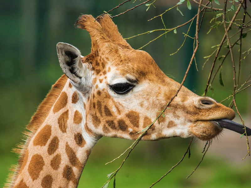 Giraffe | Blackpool Zoo