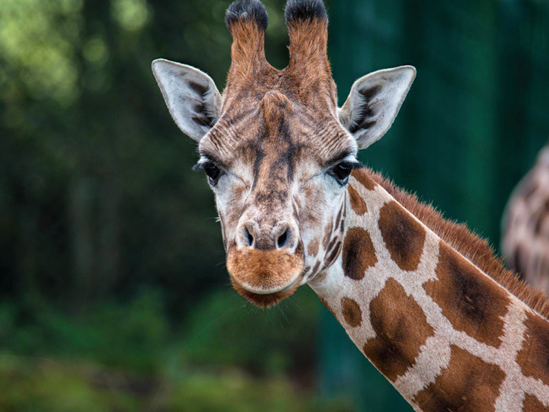 Giraffe | Blackpool Zoo