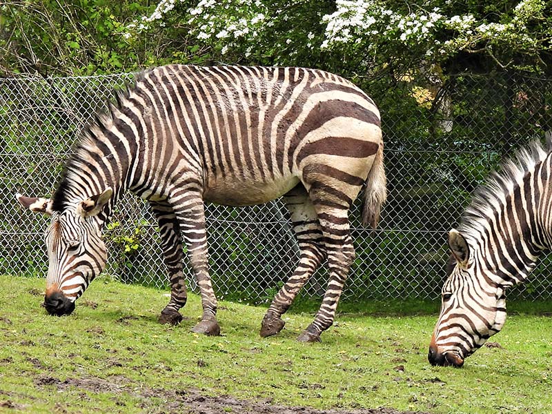 Hartmann's Zebra Blackpool Zoo