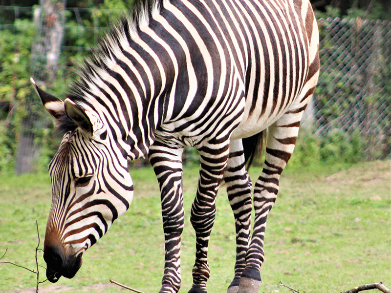 Hartmann's Zebra Blackpool Zoo