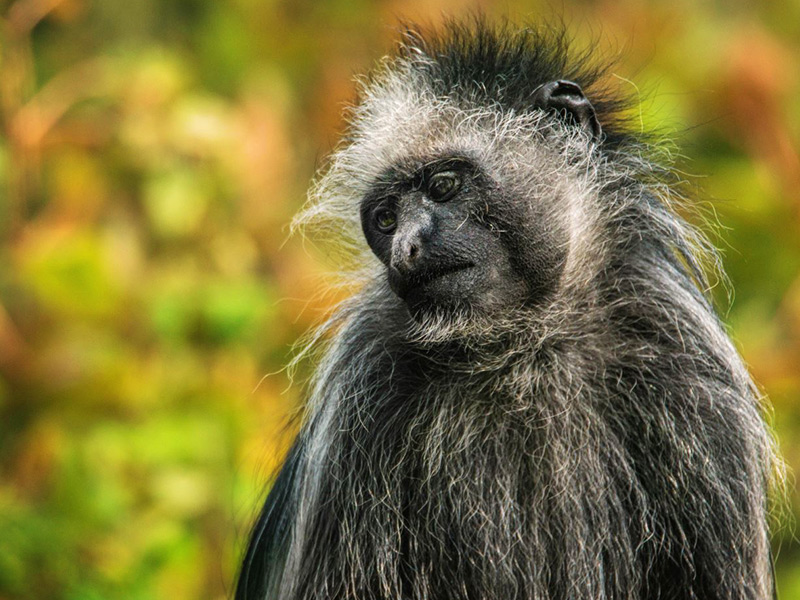 King-colobus-monkey