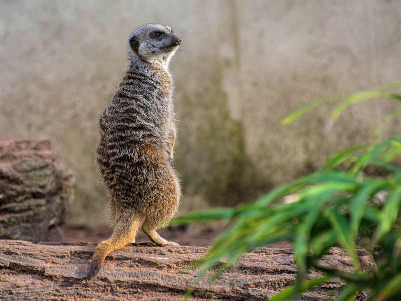 Meerkat | Blackpool Zoo