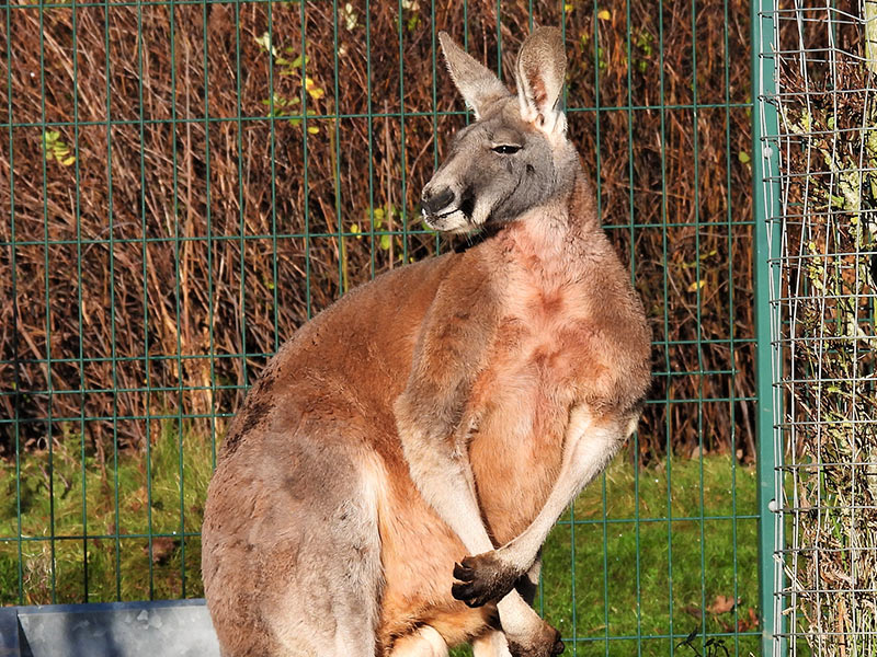 Red Kangaroo Blackpool Zoo