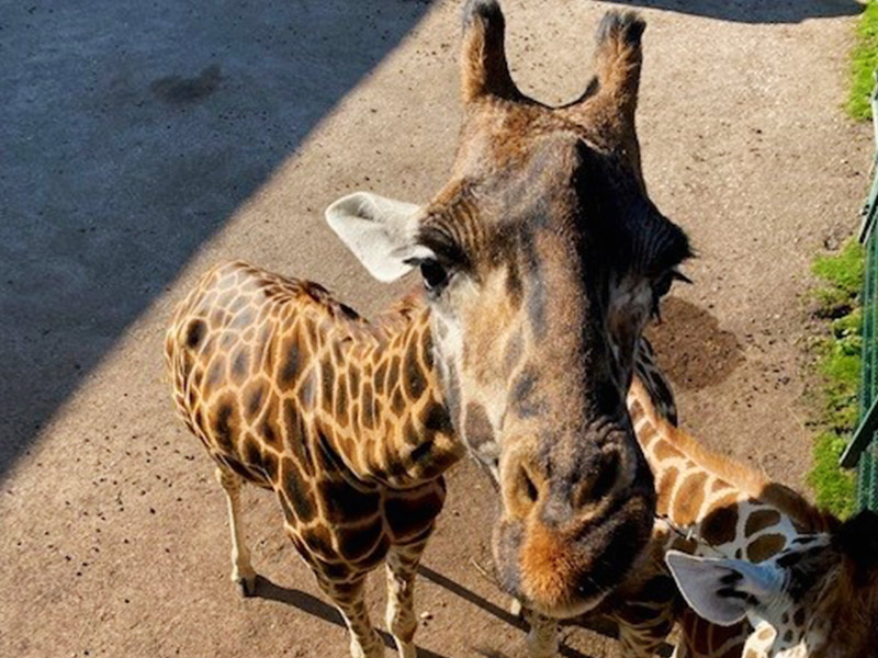 Giraffe Heights Blackpool Zoo