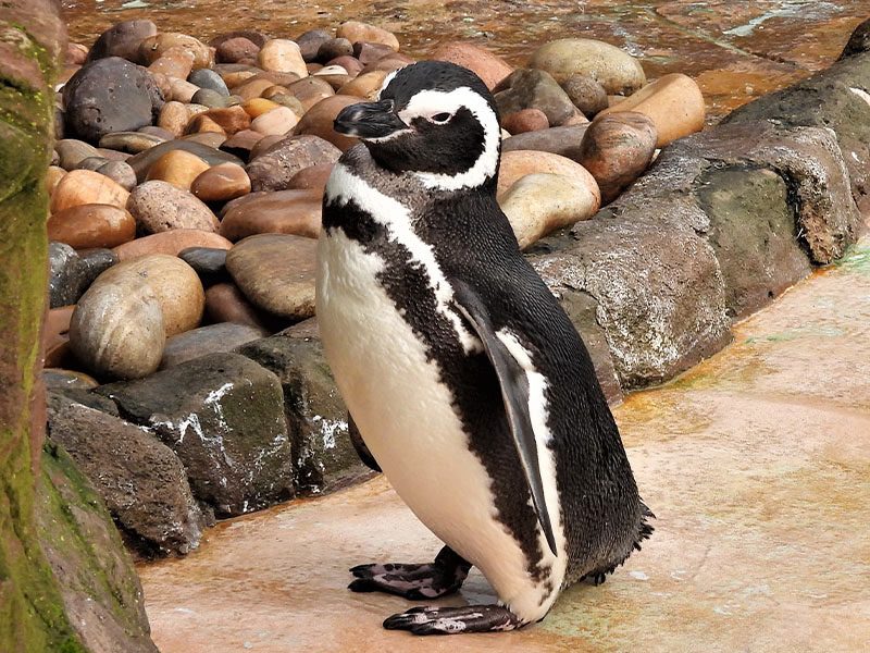 magellanic-penguins-blackpool-zoo