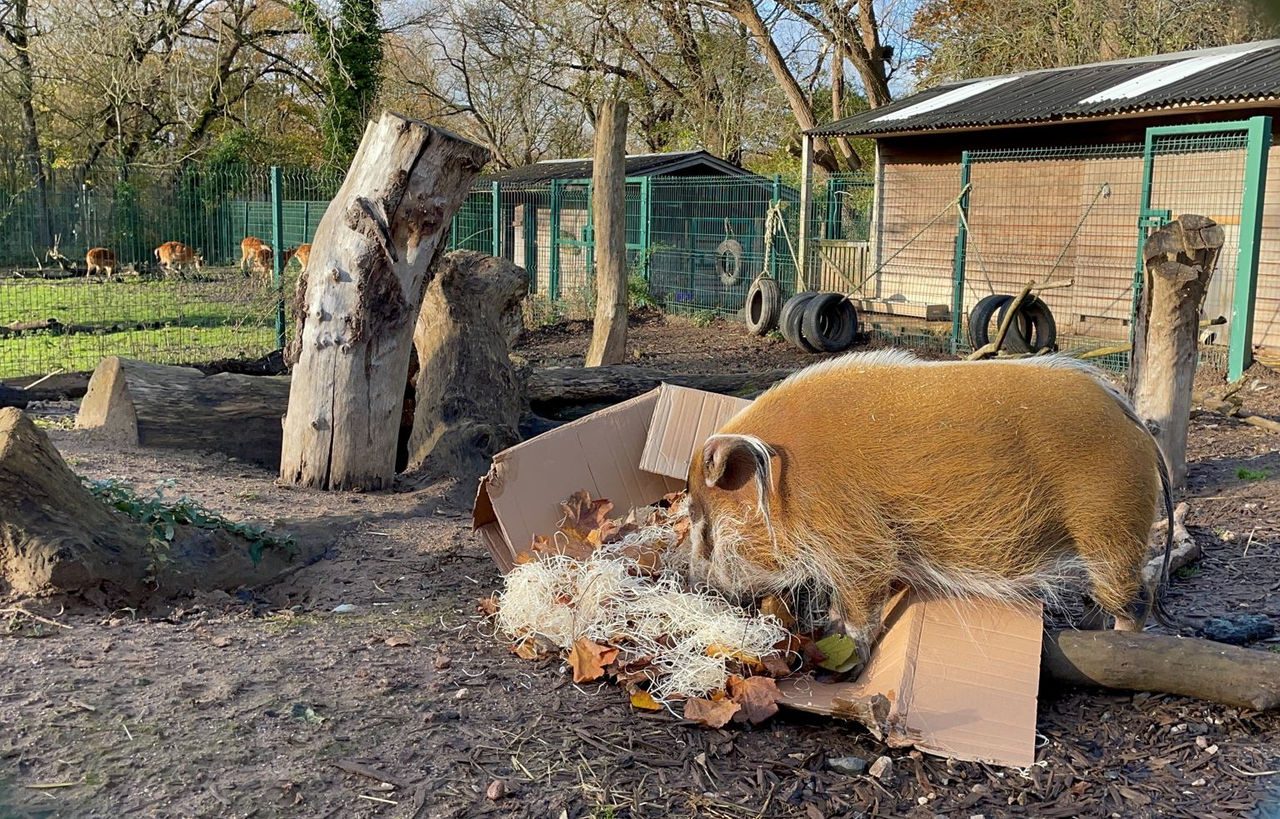 Red river hog