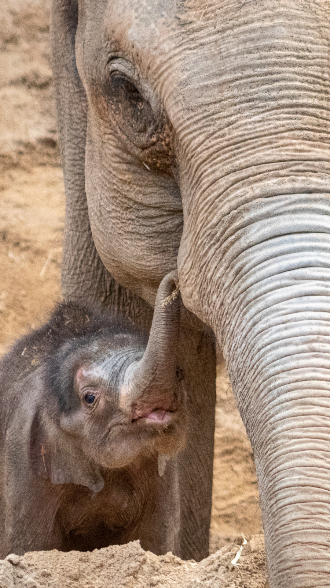 Hero Blackpool ZOO 