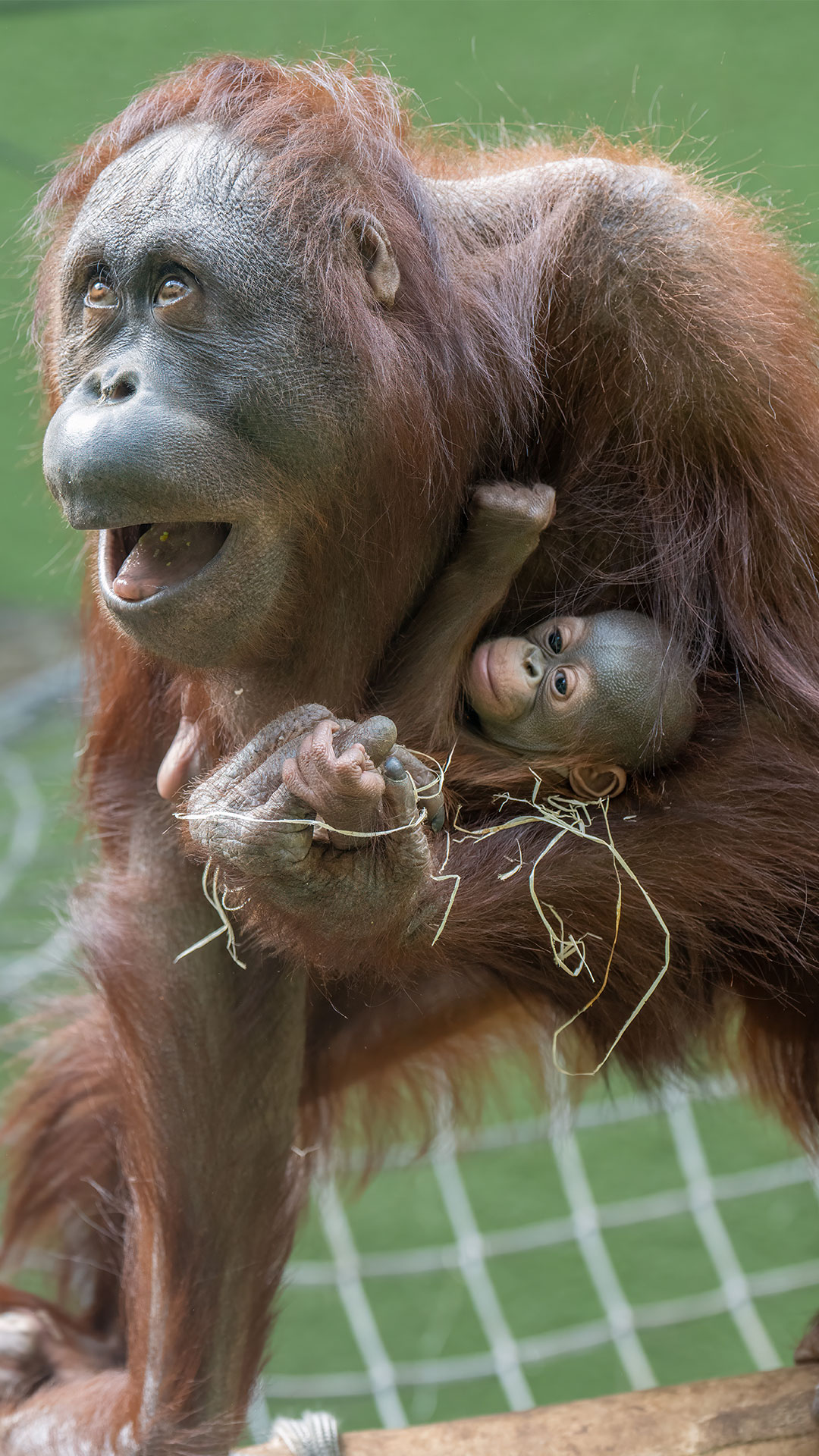 Hero Blackpool ZOO 