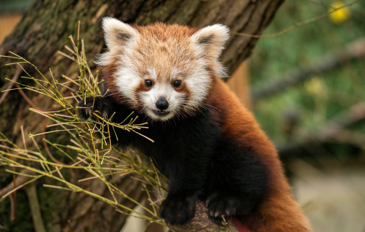 Blackpool Zoo - Over 1,500 exotic animals (Lancashire, UK) Blackpool Zoo - Over 1,500 exotic animals (Lancashire, UK)