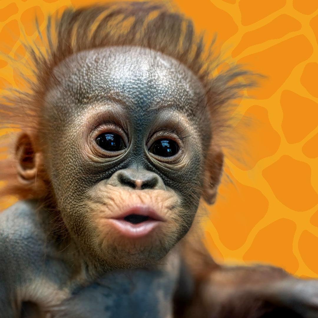 Rufus, baby orangutan